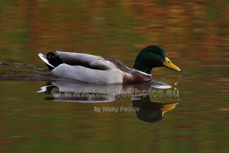 WildLife Photos of Birds, Geese, Ducks & others, Mallard, Anas platyrhynchos